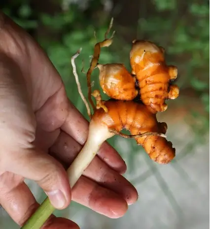turmeric-img-1 turmeric-img-1